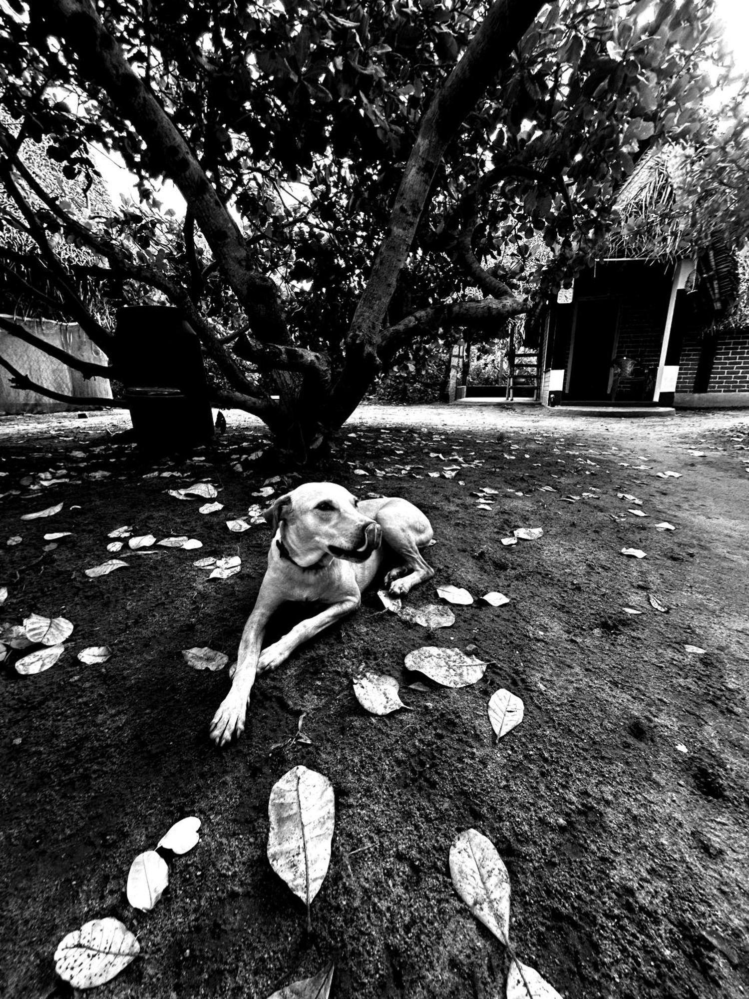 Boomerang Community Auroville Ngoại thất bức ảnh