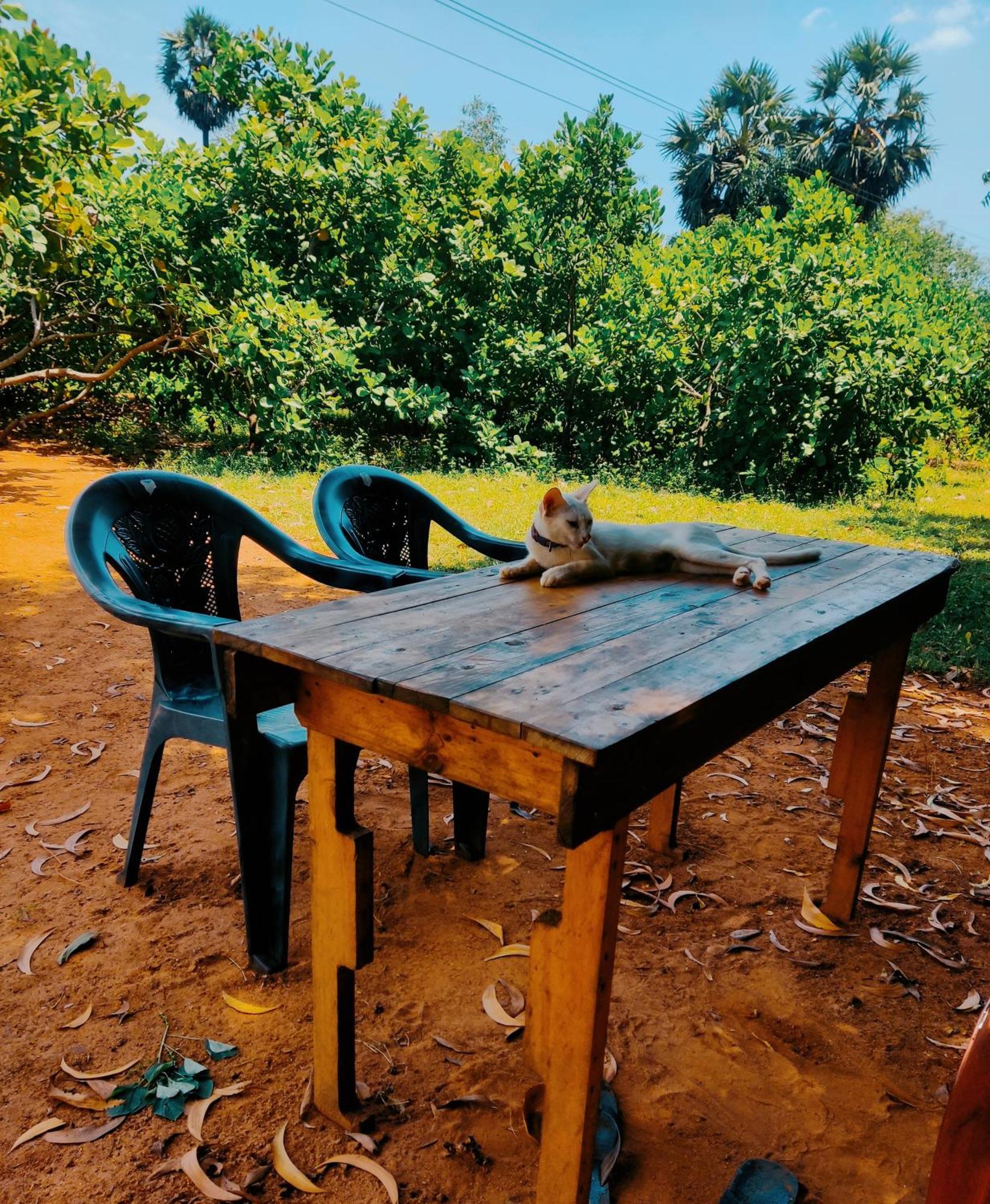Boomerang Community Auroville Ngoại thất bức ảnh